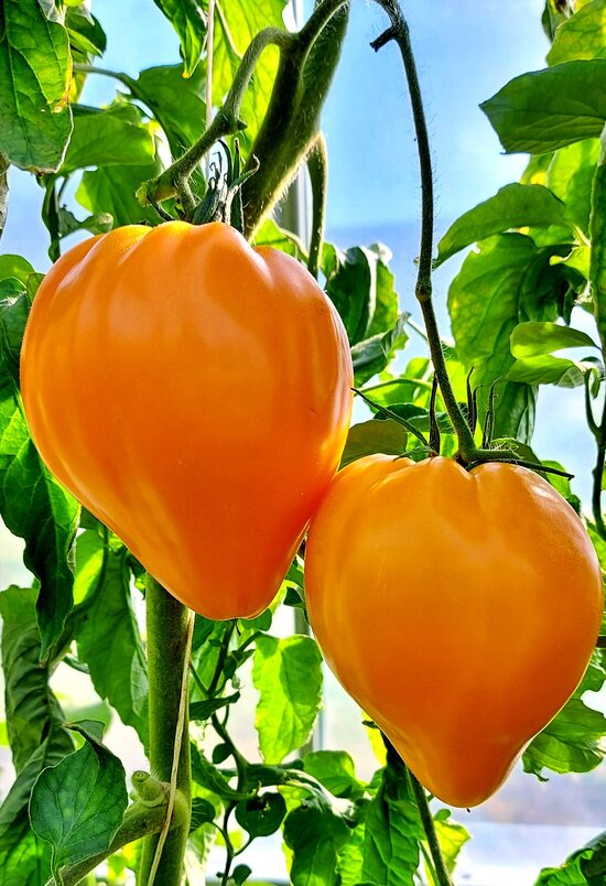 Pomidoas FOX NOSE (aukštaūgis)